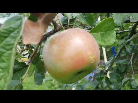 Видео: Вареники на кефире с черникой.