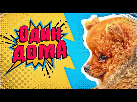 Видео: Один дома,или как отучить собаку выть и лаять, когда она остаётся дома одна
