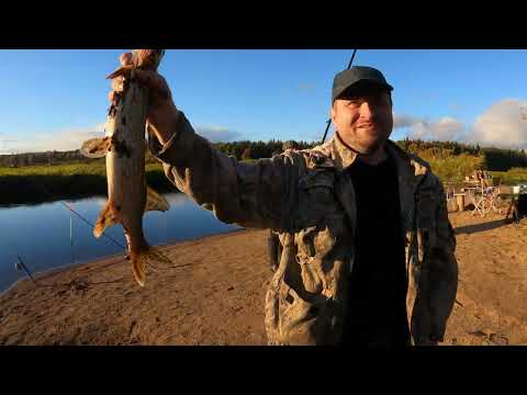 Видео: Рыбалка на Налима река Оредеж 2025