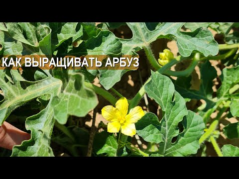 Видео: Арбуз. Технология выращивания. Бахчеводство как бизнес. Хозяйство Юрия Ана. Казахстан.