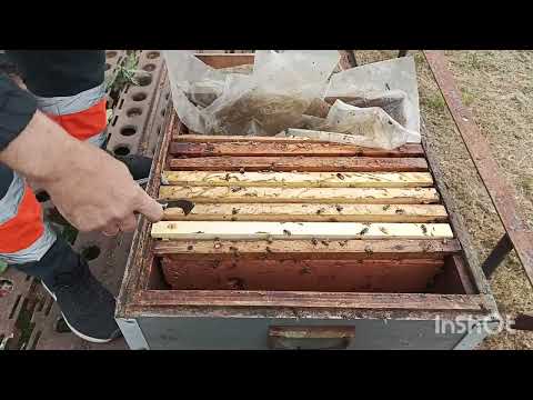 Видео: Пчеловоды уехали а летная пчела осталась , сделал отводки.