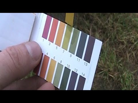 Видео: ПРУД В ПУЗЫРЯХ!!! Замеряю РН в пруду, кормлю овец, готовлю виноград к зиме.