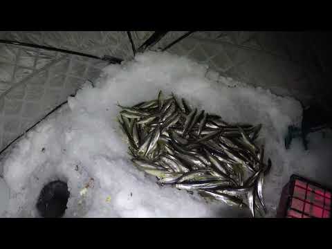 Видео: Зимняя ловля корюшки  / Winter smelt fishing