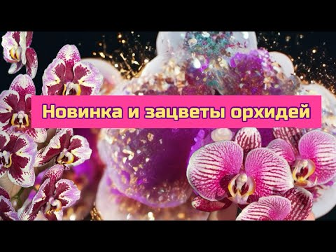 Видео: Редкая орхидея новинка и новые зацветы орхидей фаленопсис #orchid #цветущиеорхидеи #phal #flowers 