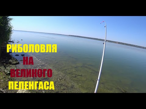 Видео: Як і на що ловити великого пеленгаса.