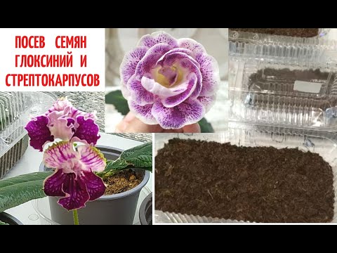 Видео: ПОСЕВ СЕМЯН 🌺 Глоксиний и 🌷 Стрептокарпусов ОСЕНЬЮ / на новую луну