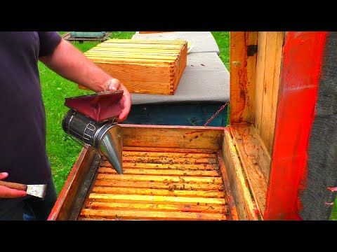 Видео: Как поставить магазин? Почему пчёлы не идут в магазин. Пчеловодство легко и просто. Пасека для вас