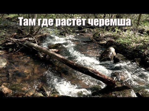 Видео: Туда где Черемша