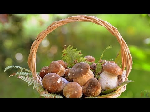 Видео: Грибы - звено между растениями и животными. Самое интересное для детей и взрослых