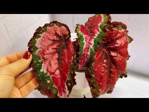 Видео: СОРТА БЕГОНИЙ С КРАСНЫМИ ЛИСТЬЯМИ + НАЗВАНИЯ.