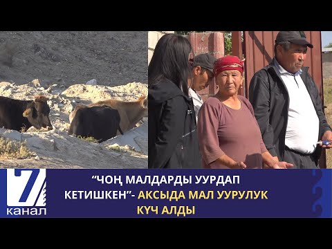 Видео: “ЧОҢ МАЛДАРДЫ УУРДАП КЕТИШКЕН”- АКСЫДА МАЛ УУРУЛУК КҮЧ АЛДЫ