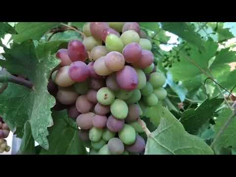 Видео: Начало окрашивание гроздей. Окрашивание ягод на винограднике. 26.06.2024