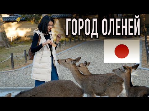 Видео: Город Оленей Нара Япония. Необычно Красивая Осень