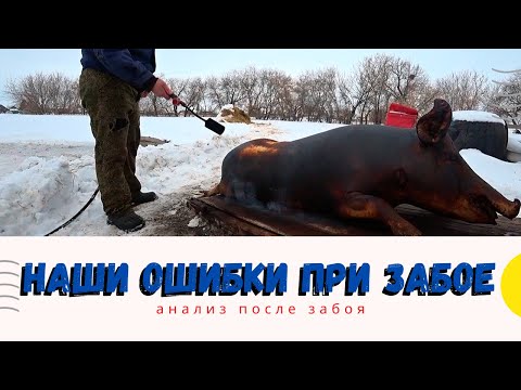 Видео: Забой свиньи. 3 главные ошибки, которые мы сделали при забое. Ошибки которые на многое влияют.
