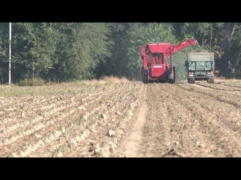 Видео: К уборке сахарной свеклы приступили жамбылские аграрии