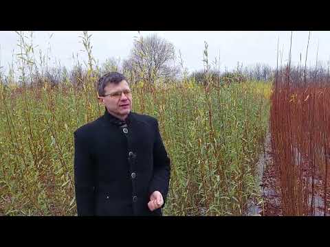 Видео: ИВА-ПАРК. Заготовка сортового  ивового прута. Часть 1.