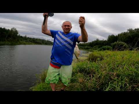 Видео: Рыбалка в августе на реке ЛУГА