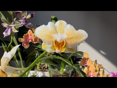 Видео: Phal. Rancho Bariloche, Rhein Blue Angel, phal. hieroglyphica - квітнення вересень 2025