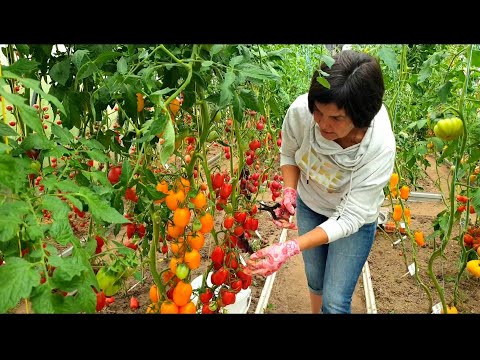 Видео: Обзор томатов в теплицах (часть 8). Сезон 2023. Лучшие высокорослые сорта  томатов для  консервации.