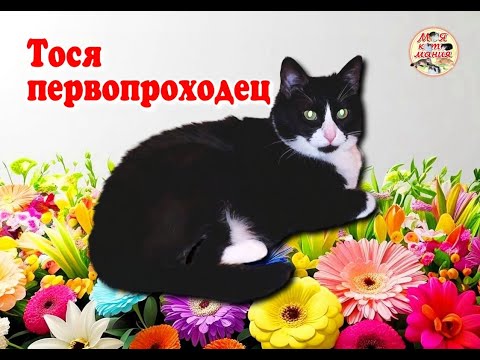 Видео: Тося первопроходец. Tosya is a pioneer.