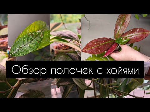 Видео: Обзор полочки с хойями 