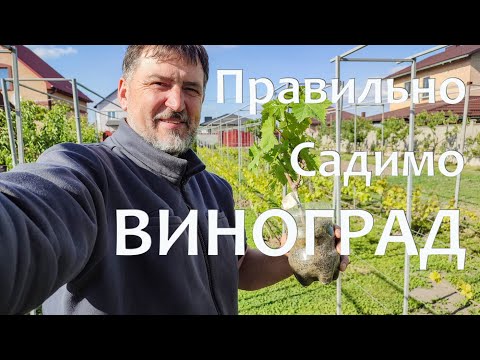 Видео: 🔴Як Правильно Посадити ВИНОГРАД