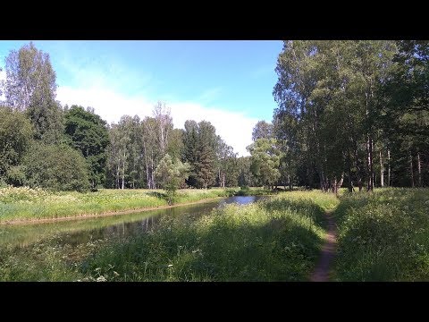 Видео: 6 часов! Пение птиц для души