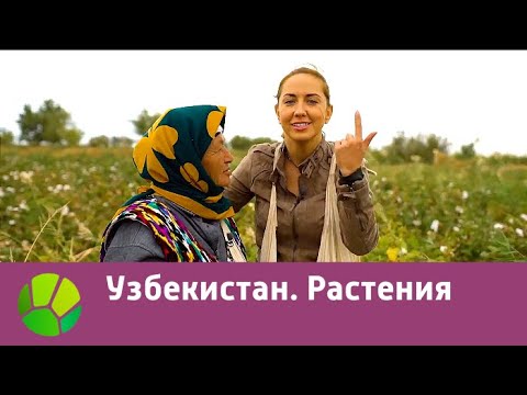 Видео: Узбекистан. Растения | Живые символы планеты | Живая Планета