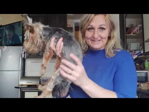 Видео: Цена 50 т р ‼️ Мини малыш Майкл в поиске семьи 🤗 ДОСТАВКА ПО МИРУ+79788972514