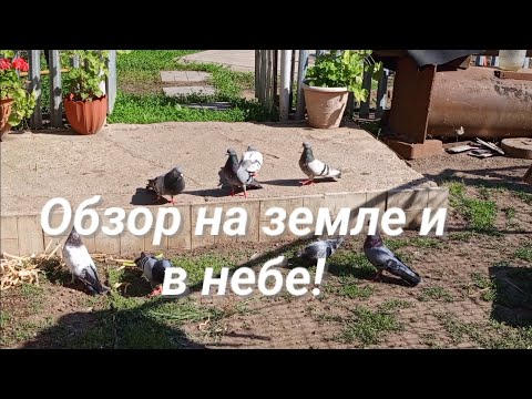 Видео: Работа не прекращается🕊️!