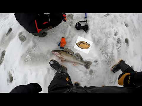 Видео: Чистополь р. Кама Судак пирожок на 6 кг.