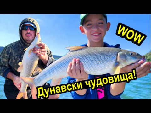 Видео: Риболов на река Дунав с. Байкал! Мрени, емоции и пълен екшън!