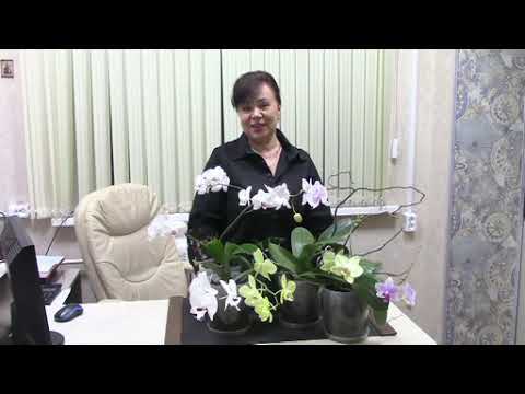 Видео: Орхидея для новичков#орхидеи #орхидея #уходзаорхидеей #орхидеяфаленопсис #фаленопсис