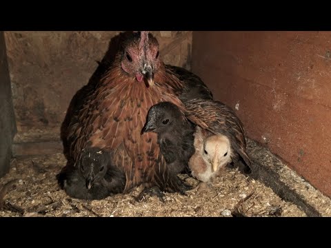Видео: І знову карликові курочки! Голодні кури)