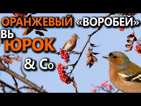 Видео: Юрок и его товарищи