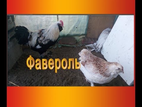 Видео: фавероль, порода кур и ее описание | мой уютны дом