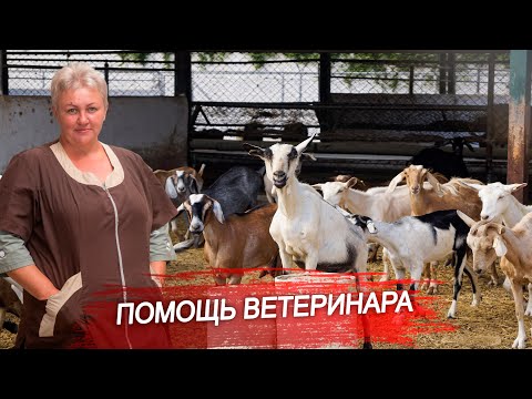 Видео: Ветеринарная диагностика. Лечение коз. Помощь ветеринара. Сохранение поголовья. Помощь хозяйству.