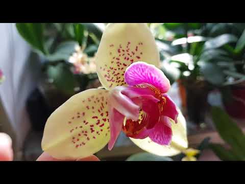 Видео: Цветущие орхидеи в сентябре.
