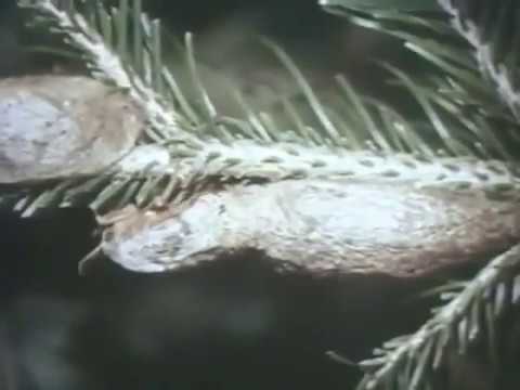 Видео: Сибирский шелкопряд. Вредители леса.