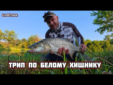 Видео: Рыбалка трип с ночевкой на Белого Хищника. Река Упа. Тульская область.