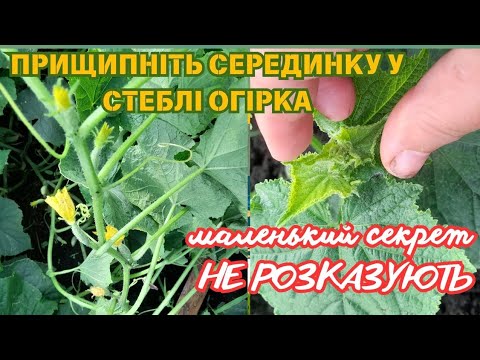 Видео: #огірки  ОГІРКИ ТАЧКОЮ БУДЕТЕ ВОЗИТИ З ГРЯДКИ / коротко про хвороби і лікування огірків