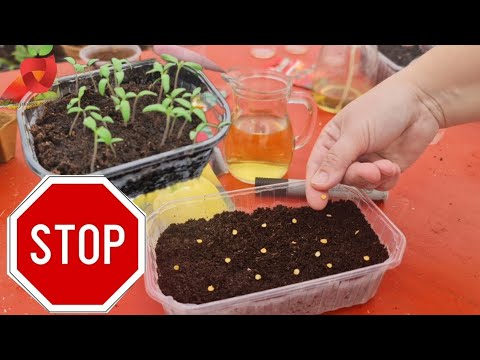 Видео: НЕ ДЕЛАЙТЕ ОШИБКУ! Когда наступает подходящее время для посева и подготовки рассады?