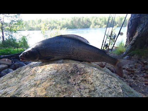 Видео: Знакомство с Карелией Реки Средней Карелии