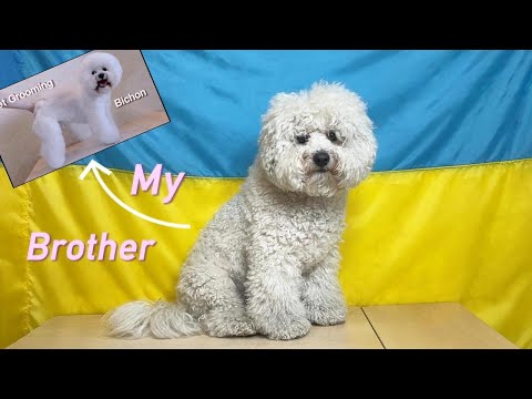 Видео: Bichon Frise haircut | Стрижка Бішона фрізе