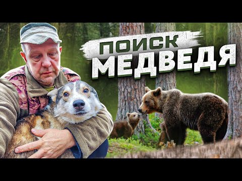 Видео: Поиски Медведя.