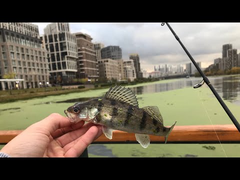 Видео: Рыбалка в центре Москвы: берш, окунь.