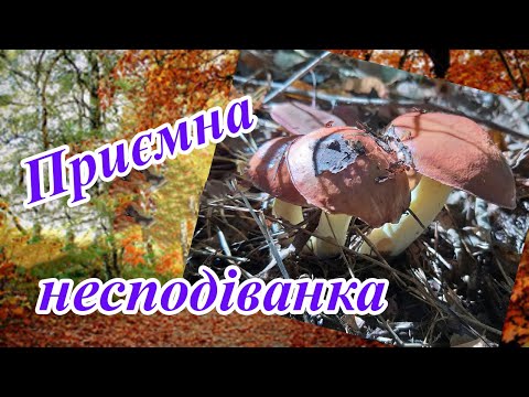 Видео: Несподіваний похід в ліс в листопаді. 