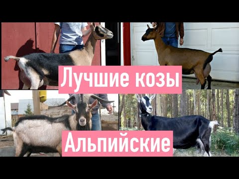 Видео: ЛУЧШАЯ ПОРОДА КОЗ АЛЬПИЙСКАЯ, ИДЕАЛЬНАЯ ДЛЯ ХОЗЯЙСТВА.