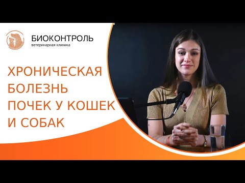 Видео: 🐈 Болезни почек у питомцев: симптомы, лечение, прогнозы. Хроническая болезнь почек у кошек и собак.