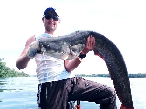 Видео: !!!ОТКРЫТИЕ!!! ЛОВЛЯ СОМА НА КВОК 2019 / Рыбалка на сома / Квочение сома. Catfish / Сом